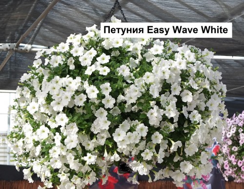 10 petunia Easy Wave White Imp