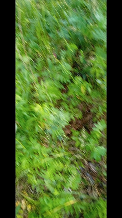 IMG_20250613_173355.jpg