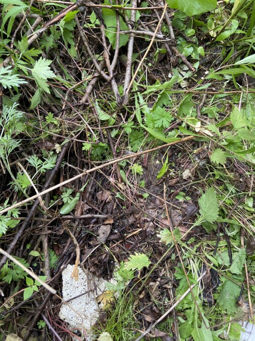 IMG_0121.jpeg