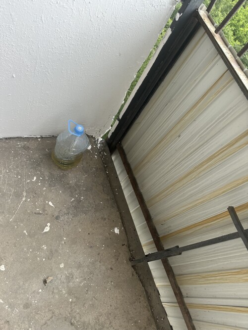 IMG_2919.jpeg
