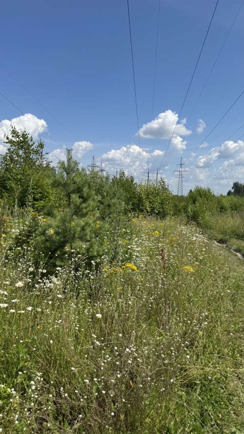 IMG_2295.jpeg