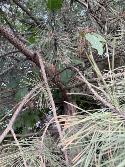 IMG_1220.jpeg