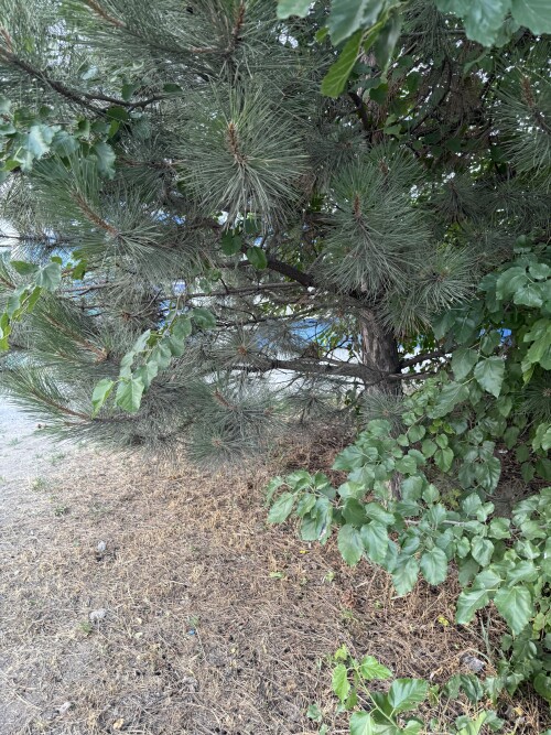 IMG_1222.jpeg