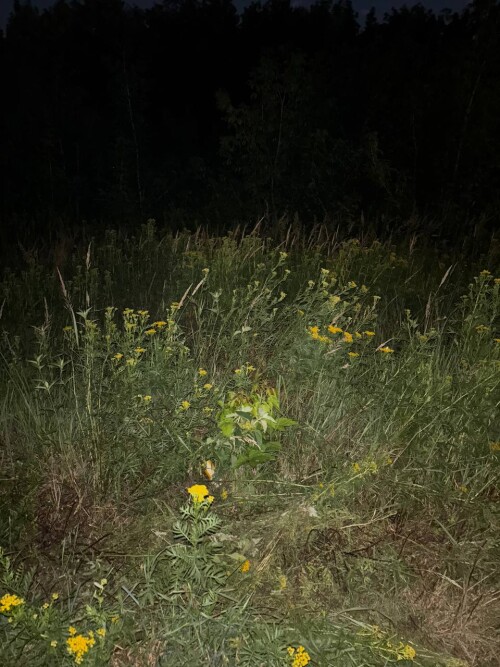 IMG_5532.jpeg