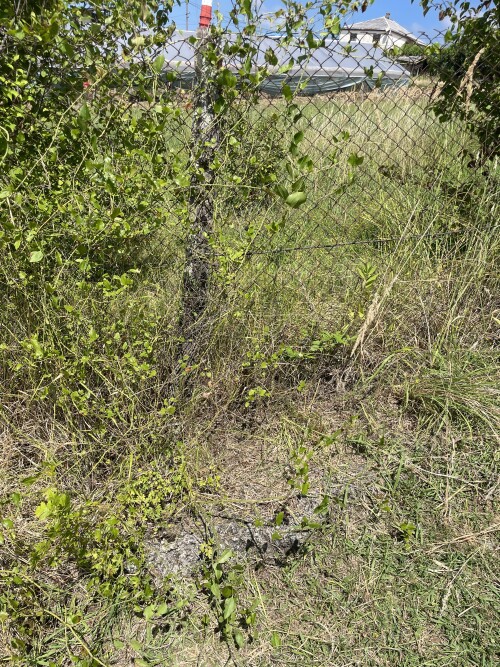 IMG_2044.jpeg