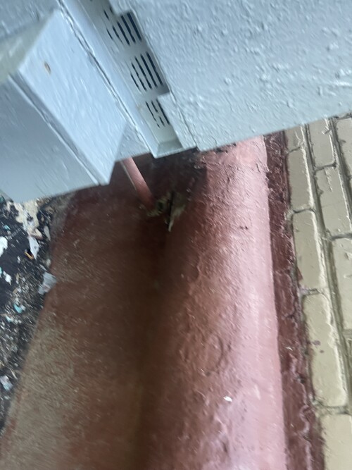 IMG_0378.jpeg