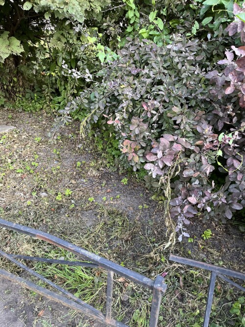 IMG_0439.jpeg