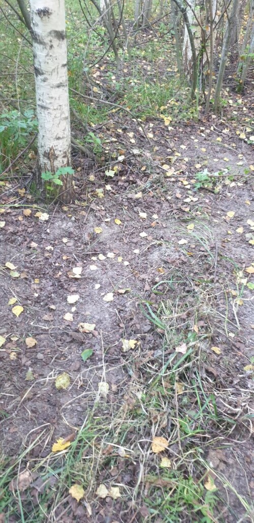 IMG_26990dbc8ad19f9fad63.jpeg