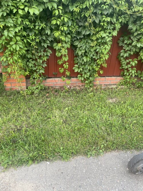 IMG_7060.jpeg