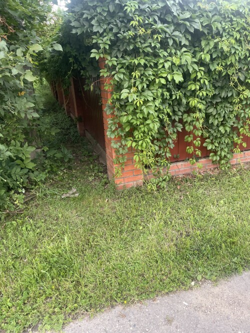 IMG_7063.jpeg